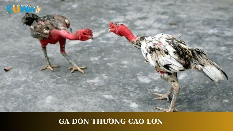 Gà đòn thường cao lớn